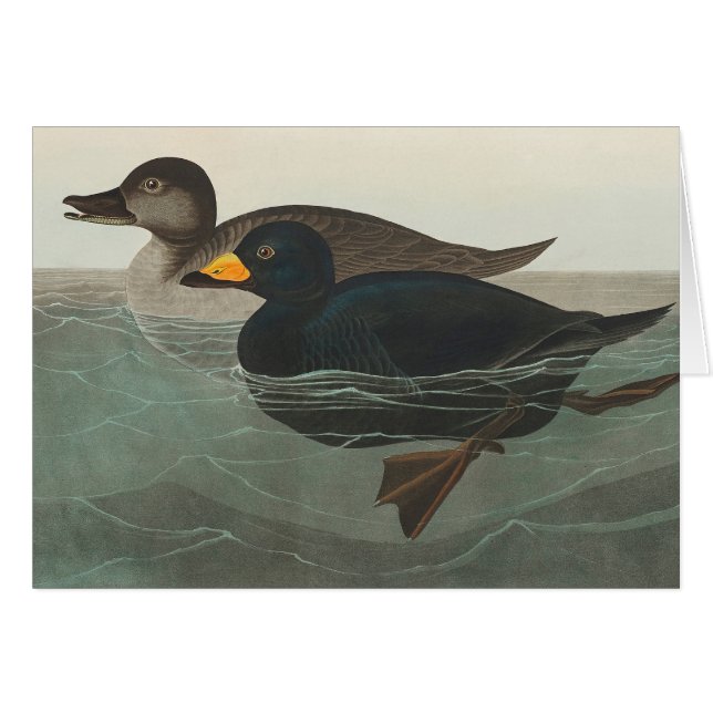 Audubon American Scoter Duck Classic (Vorderseite (Horizontal))
