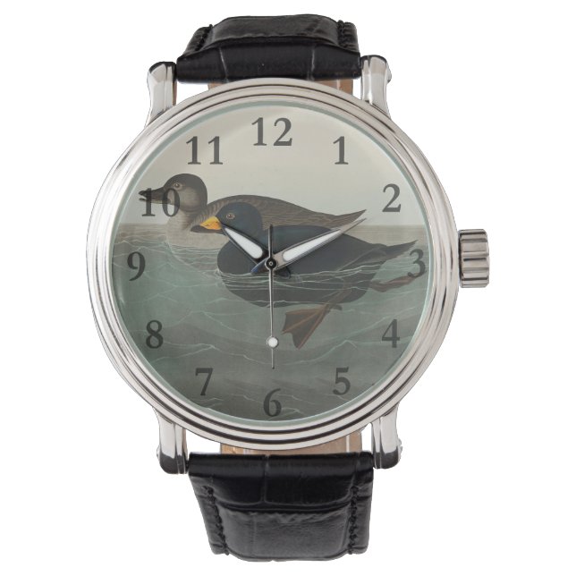 Audubon American Scoter Duck Classic Armbanduhr (Vorderseite)