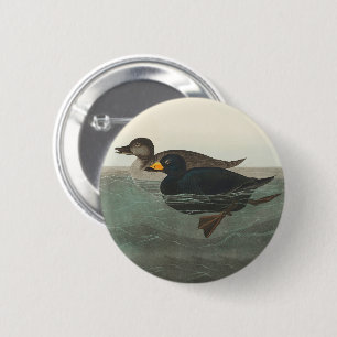 Audubon American Scoter Duck Classic Button