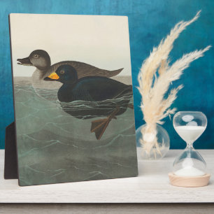 Audubon American Scoter Duck Classic Fotoplatte