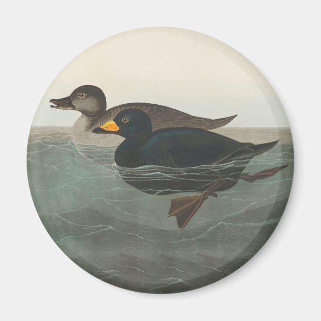 Audubon American Scoter Duck Classic Magnet (Vorne)