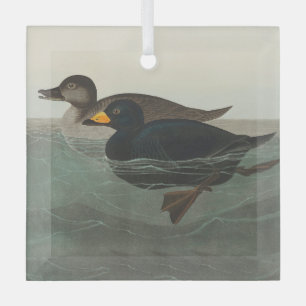 Audubon American Scoter Duck Classic Ornament Aus Glas