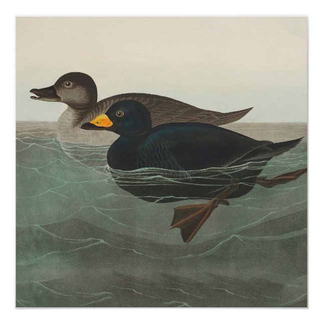 Audubon American Scoter Duck Classic Poster (Vorderseite)