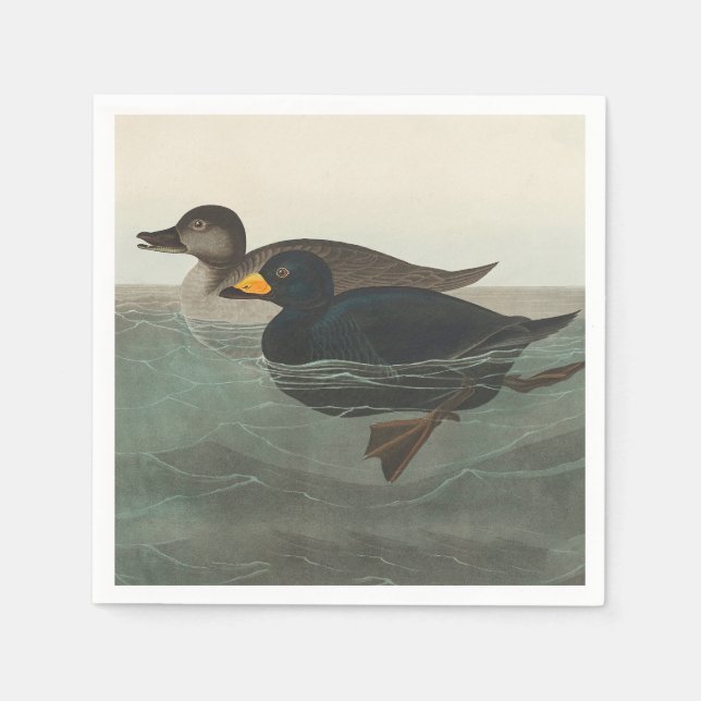 Audubon American Scoter Duck Classic Serviette (Vorderseite)