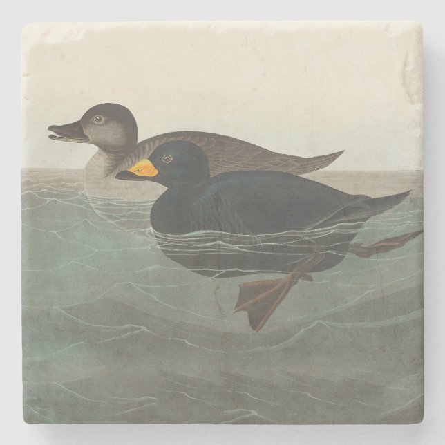 Audubon American Scoter Duck Classic Steinuntersetzer (Vorderseite)