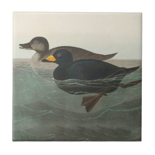 Audubon American Scoter Duck Fliese