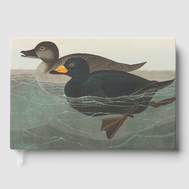Audubon American Scoter Duck Gästebuch (Vorderseite)