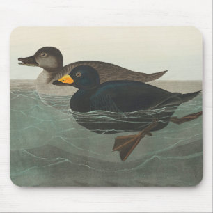 Audubon American Scoter Duck Mousepad