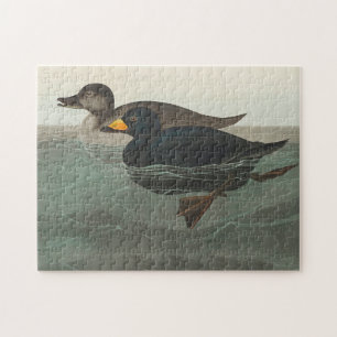 Audubon American Scoter Duck Puzzle
