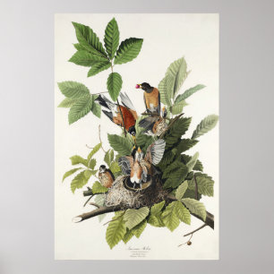 Audubon American Spring Robin Bird Illustration Poster