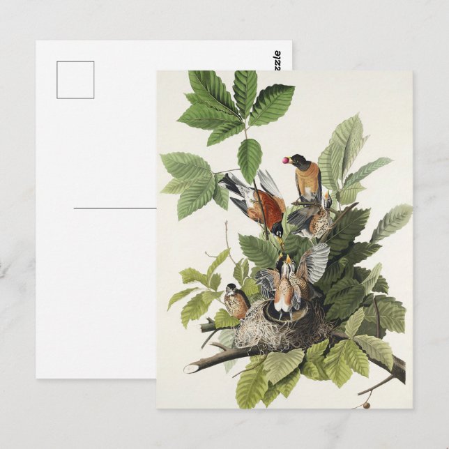 Audubon American Spring Robin Bird Illustration Postkarte (Vorne/Hinten)