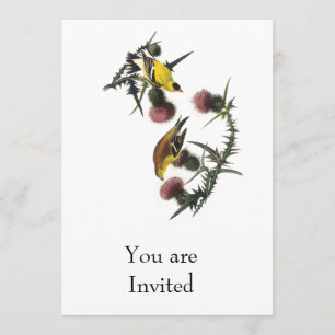 Audubon AmerikanerGoldfinch Einladung