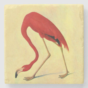 Audubon Amerikanischer Flamingo Gemälde Steinuntersetzer