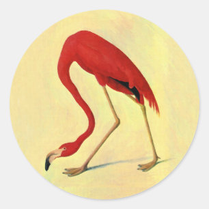 Audubon Amerikanischer Flamingo Malerei Runder Aufkleber