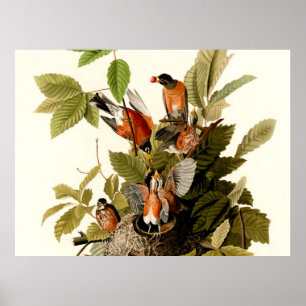 Audubon Amerikanischer Rotkehlchen-Wildtier-Vogel- Poster