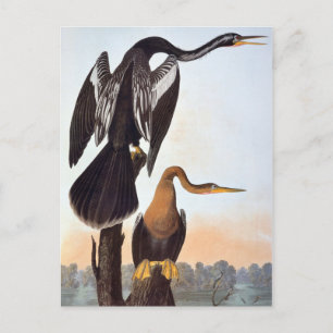 Audubon: Anhinga Postkarte