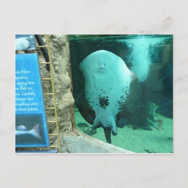 Audubon Aquarium of the Americas, New Orleans Postkarte (Vorderseite)