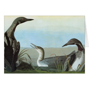 Audubon: Arktische Loon