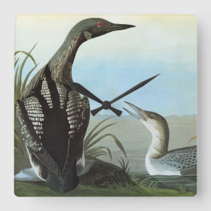 Audubon: Arktische Loon Quadratische Wanduhr
