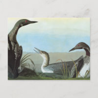 Audubon: Arktischer Loon