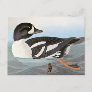 Audubon: Barrows Goldeneye Postkarte