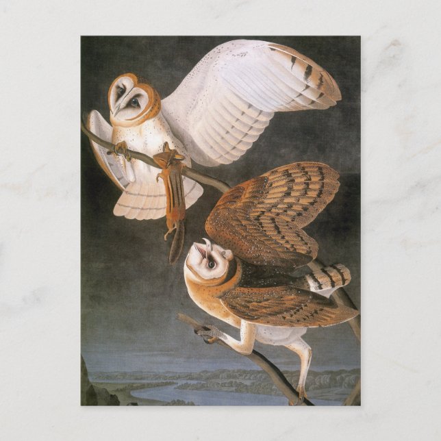 Audubon: Barschüssel Postkarte (Vorderseite)