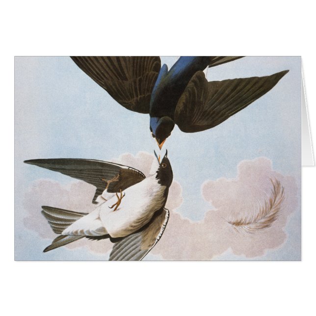 Audubon: Bäume schlucken (Vorderseite (Horizontal))