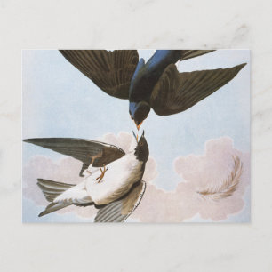 Audubon: Bäume schlucken Postkarte