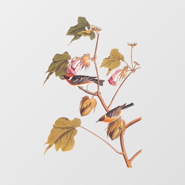 Audubon Bay Breasted Warbler Bird auf Baumwolle-Pf Fensteraufkleber (Blatt)