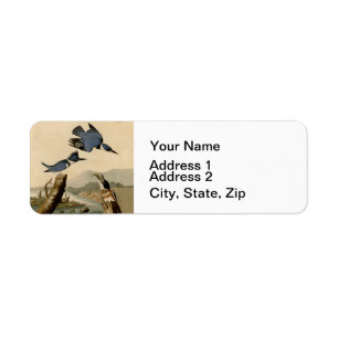 Audubon Belted Kingfisher Wildlife Bird