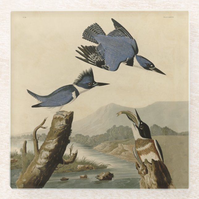 Audubon Belted Kingfisher Wildlife Bird Glasuntersetzer (Vorderseite)