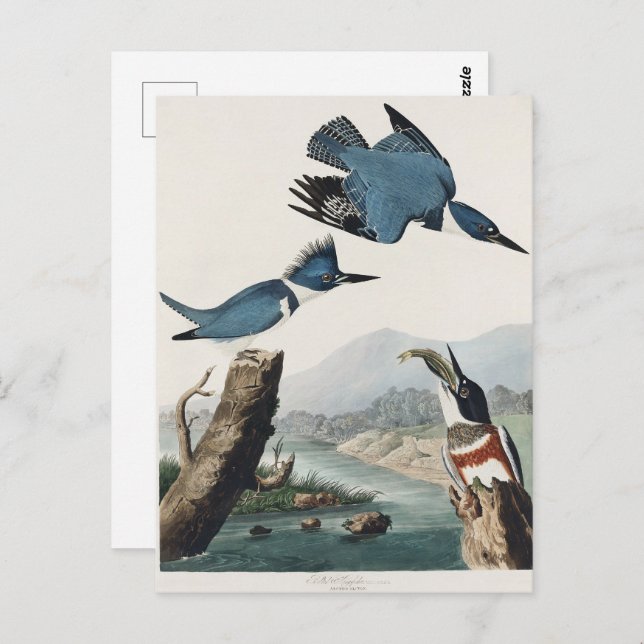 Audubon Belted Kingfisher Wildlife Bird Painting Postkarte (Vorne/Hinten)