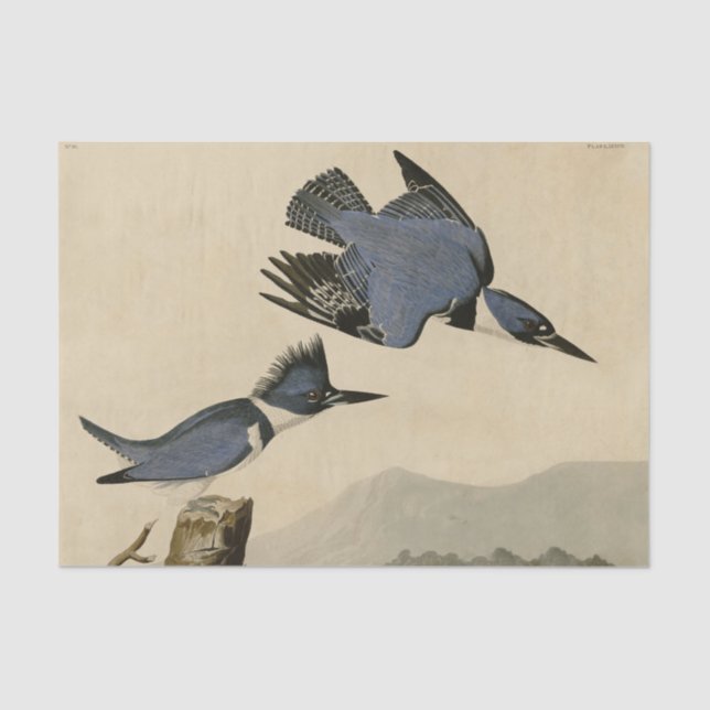 Audubon Belted Kingfisher Wildlife Bird Seidenpapier (Vorderseite)