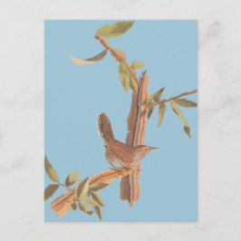 Audubon Bewick's Wren Solitary Song Bird am Zweig Postkarte