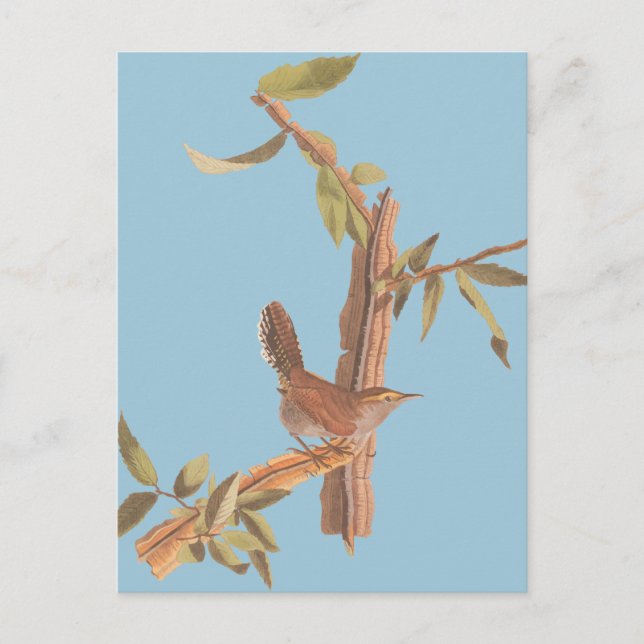 Audubon Bewick's Wren Solitary Song Bird am Zweig Postkarte (Vorderseite)