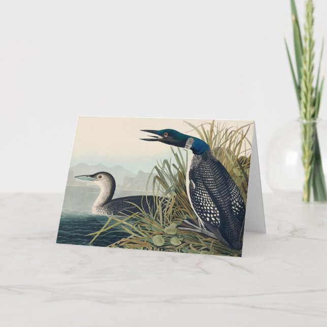 Audubon Bird Loon Diver Classic Dankeskarte (Vorderseite)