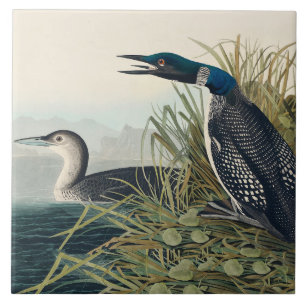 Audubon Bird Loon Diver Classic Fliese