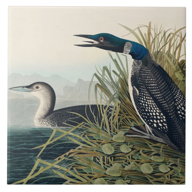 Audubon Bird Loon Diver Classic Fliese (Vorderseite)