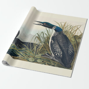 Audubon Bird Loon Diver Classic Geschenkpapier