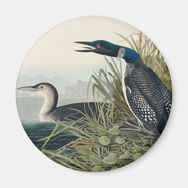 Audubon Bird Loon Diver Classic Magnet (Vorne)