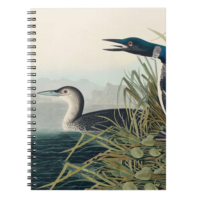 Audubon Bird Loon Diver Classic Notizblock (Vorderseite)