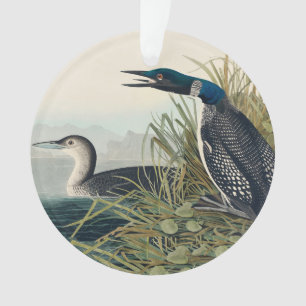 Audubon Bird Loon Diver Classic Ornament