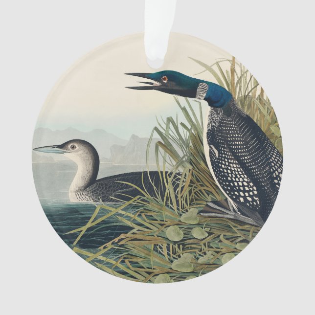 Audubon Bird Loon Diver Classic Ornament (Vorderseite)
