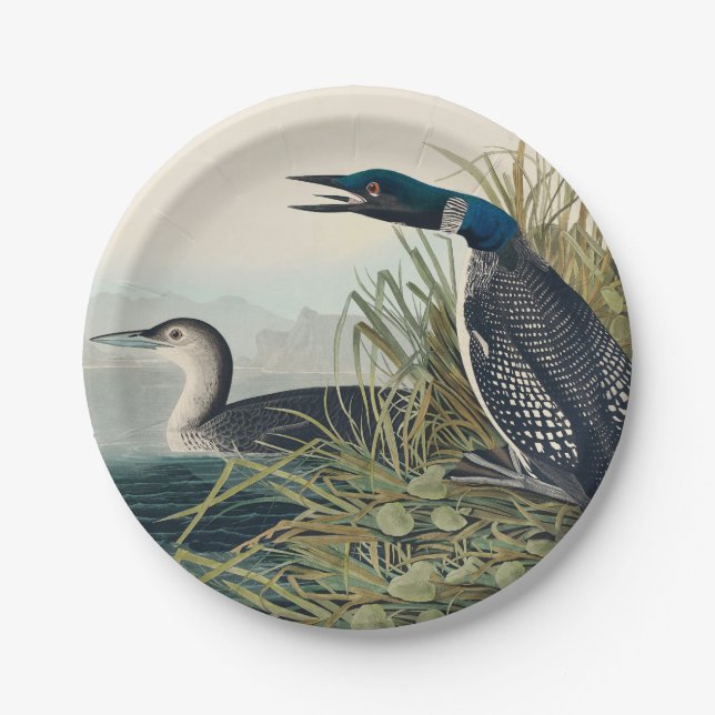 Audubon Bird Loon Diver Classic Pappteller (Vorderseite)