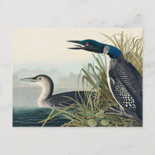 Audubon Bird Loon Diver Classic Postkarte