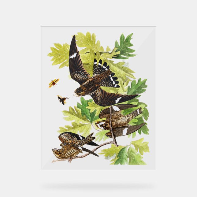 Audubon Birds - Nachtfalken Acrylschild (Vorderseite)