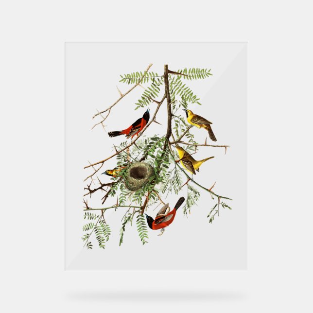 Audubon Birds - Orchard Oriole - Honey Locust Acrylschild (Vorderseite)