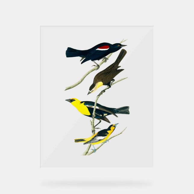 Audubon Birds - Starling Oriole Troopial Acrylschild (Vorderseite)