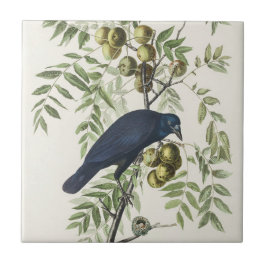 Audubon Black Crow American Bird Illustration Fliese
