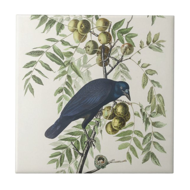 Audubon Black Crow American Bird Illustration Fliese (Vorderseite)